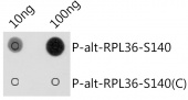 Phospho-alt-RPL36-S140 Rabbit pAb (AP1211)