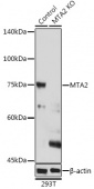 [KO Validated] MTA2 Rabbit pAb (A2243)