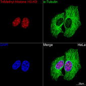 ABflo® 488-conjugated  Goat Anti-Mouse IgG (H+L) (AS076)