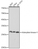 Adenylate kinase 4 Rabbit mAb (A2383)
