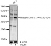 Phospho-AKT1S1/PRAS40-T246 Rabbit pAb (AP0793)