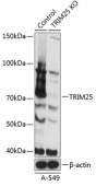 [KO Validated] TRIM25 Rabbit pAb (A19887)
