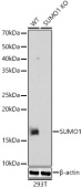 [KO Validated] SUMO1 Rabbit pAb (A21643)