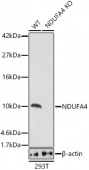 [KO Validated] NDUFA4 Rabbit pAb (A21502)