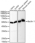 [KO Validated] Beclin 1 Rabbit mAb (A21191)
