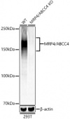 [KO Validated] MRP4/ABCC4 Rabbit mAb (A21171)