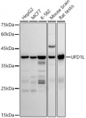 UFD1L Rabbit mAb (A20977)