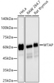 WTAP Rabbit mAb (A22751)