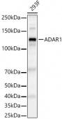 ADAR1 Rabbit pAb (A7869)