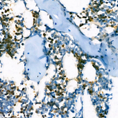 Anti -Ahsp Rabbit pAb