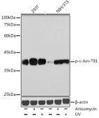 Phospho-c-Jun-T91 Rabbit pAb (AP1216)