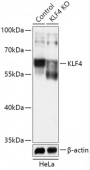 [KO Validated] KLF4 Rabbit pAb (A18088)
