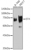 5T4 Rabbit mAb (A19541)