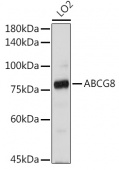 ABCG8 Rabbit pAb (A1880)
