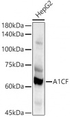 A1CF Rabbit pAb (A13087)