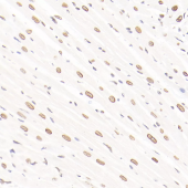 Anti -ADI1 Rabbit pAb