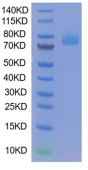 Recombinant Mouse SR-B3/CD36 Protein (RP02049)