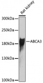 ABCA3 Rabbit pAb (A6862)