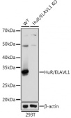 [KO Validated] HuR/ELAVL1 Rabbit mAb (A19622)