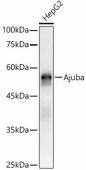 [KO Validated] Ajuba Rabbit pAb (A21760)