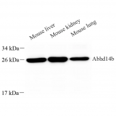 Anti -ABHD14B Rabbit pAb