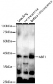 ABF1 Rabbit pAb (A22789)
