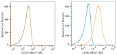ABflo® 488 Rabbit anti-Human CD45 mAb (A22494)