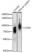 [KO Validated] CD44 Rabbit pAb (A12410)