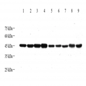 Anti - Alpha Smooth Muscle Actin Rabbit PAb WB IHC IF Polyclonal Antibody