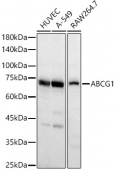 ABCG1 Rabbit pAb (A4328)