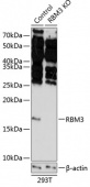 [KO Validated] RBM3 Rabbit pAb (A19967)