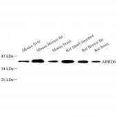 Anti -ABHD6 Rabbit pAb