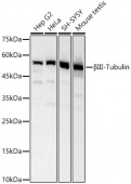 βIII-Tubulin Rabbit pAb (A17073)