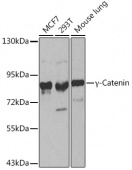 γ-Catenin Rabbit pAb (A0963)