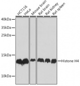 [KO Validated] Histone H4 Rabbit pAb (A21676)