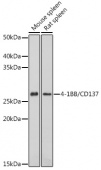 4-1BB/CD137 Rabbit pAb (A2025)