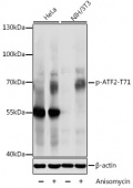 Phospho-ATF2-T71 Rabbit pAb (AP0020)