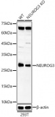 [KO Validated] NEUROG3 Rabbit pAb (A23064)