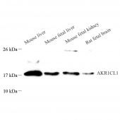 Anti -AKR1C8P Rabbit pAb