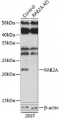 [KO Validated] RAB2A Rabbit pAb (A19982)