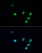 ABflo® 488-conjugated Donkey Anti-Rabbit IgG (H+L) (AS035)