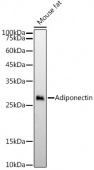 Adiponectin Rabbit mAb (A23473)