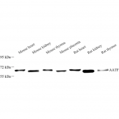 Anti -AATF/DED Rabbit pAb