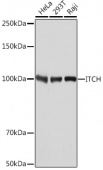 [KO Validated] ITCH Rabbit mAb (A8624)