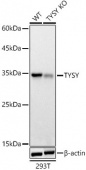 [KO Validated] TYSY Rabbit pAb (A21642)