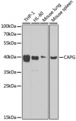 [KO Validated] CAPG Rabbit pAb (A7324)
