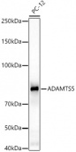 ADAMTS5 Rabbit pAb (A2836)