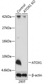 [KO Validated] ATOX1 Rabbit pAb (A19925)
