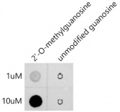 2'-O-Methylguanosine(Gm) Rabbit mAb (A20696)