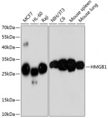 [One Step] HMGB1 antibody Kit (RK05718)